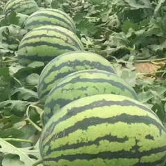 代购代销内蒙古赤峰市旗县区西瓜