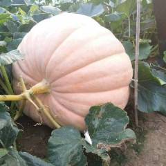 山东寿光巨型南瓜及种子，供应寿光国际蔬菜博