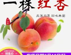 2018城阳杏子 正宗的少山红杏肉厚多汁
