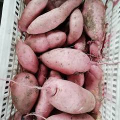 山东巨野龙署九上市，味甜，口感纯正