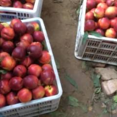 砀山油桃大量上市中！价格有所下滑