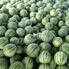 台州温岭地区现有8424西瓜，特小凤代出售