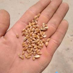 江苏铜山冬小麦颗粒饱满，货源充足，交通便利
