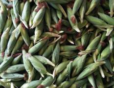2018天门本地甜玉米已开始上市了本人从事玉米购