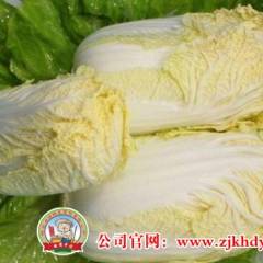 张家口坝上错季蔬菜黄心娃娃菜即将大量上市