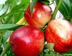 两宜镇油桃面积特别大，油桃品种有立春油桃