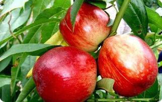 两宜镇油桃面积特别大，油桃品种有立春油桃