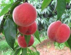 大荔两宜镇水果品种极全有苹果，杏子