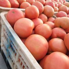 山东聊城沙镇袁楼村大量西红柿上市！