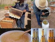 甘肃麦积野花杂蜜蜂产品上货量大