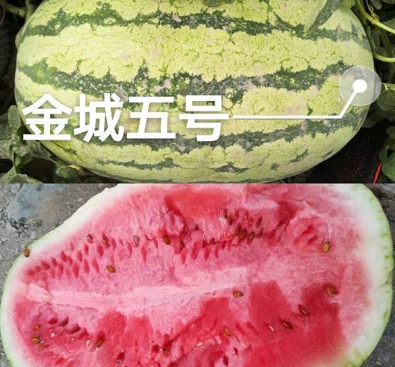 金城5号价格