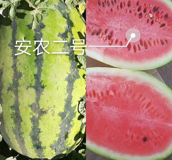 安农二号价格