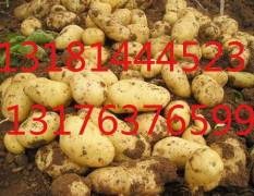 滕州土豆火热上市 自产100亩土豆