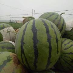 辽宁省凌海市右卫镇西瓜盛产之地