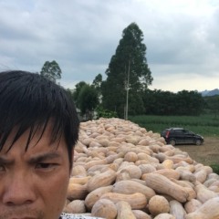 南宁地区大量金韩密本南瓜囤货便宜大甩卖