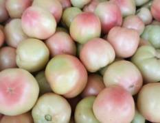 汝州西红柿蔬菜基地夏宝西红柿现以大量上市中