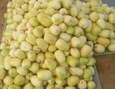 山西省忻州2万亩甜瓜待售，品种好