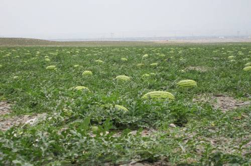 硒砂瓜价格