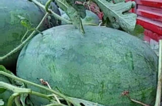 开封县祥符区每年的6月20号龙卷风西瓜上市