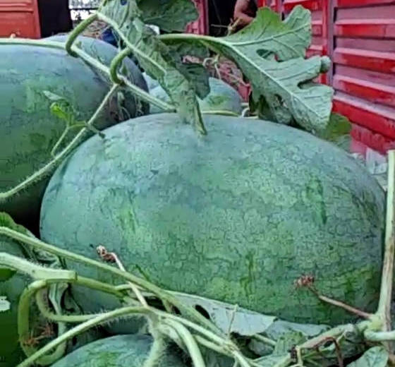 龙卷风价格