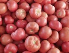 东昌府精品西红柿基地，引进以色列新品种