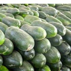 河南新野子弹头黑皮冬瓜大量上市中，品质好