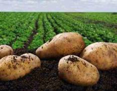 山东平度本地 土豆即将上市，各品种齐全