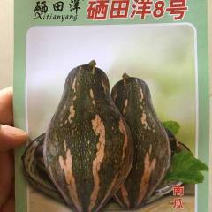 常年供应硒田洋8号优质香芋南瓜种子
