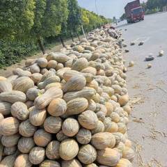 2018嘉鱼南瓜 早熟金韩一号和金韩二号上市了