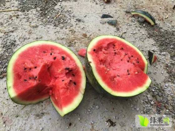 硒砂瓜价格