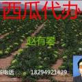 会宁西瓜西瓜基地位于黄土高原，远离污染