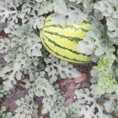 甘肃靖远县高湾镇硒砂瓜，金城五号