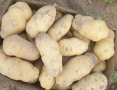 永城大量收购土豆，要求质量好亩产在五千斤