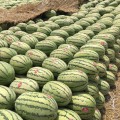 2019年宁夏中卫硒砂瓜大量上市