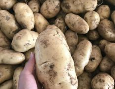 山东省胶州市优质荷兰十五土豆常年供应！