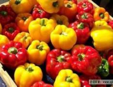 张家口错节蔬菜种植基地现货大量供应彩椒