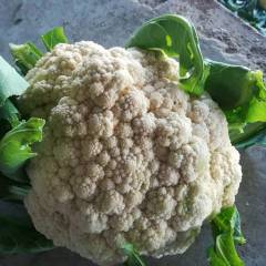 张家口错节蔬菜种植基地现货大量供应散花