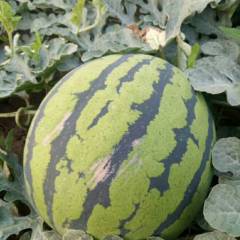 玉田西瓜熟度好，甜度高，诚信合作