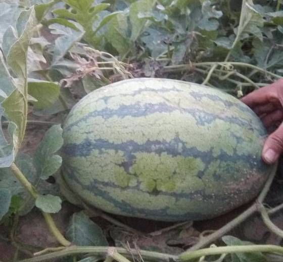 2019年河南通许龙卷风价格