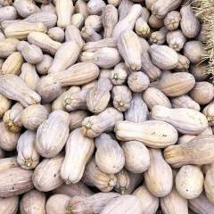 2018松滋南瓜 两万亩金韩秘本南瓜，基地直销