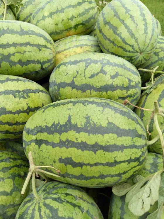 近日我们开封的新机遇西瓜已经大量上市