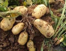 河北定州蔬菜基地土豆现已大量上市