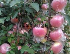 冠县苹果深受全国各地客商的一致好评