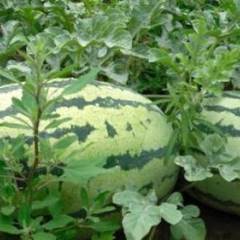 大荔西瓜 以客户的要求为原则，以客户所需视己