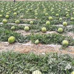 2025年宁夏西瓜价格【宁夏中卫西瓜代办硒砂瓜】
