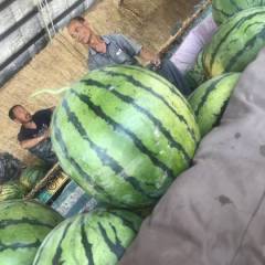 玉田甜王系列 京欣系列 华欣系列 大量供应中