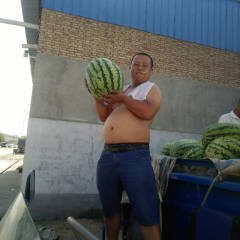 陕西大荔金城五号西瓜大量供应中货源充足