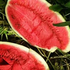 内蒙古西瓜批发-通辽西瓜最新价格