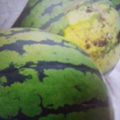 2018玉田西瓜正在大量供应中，诚信经营