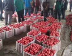 今年夏季西红柿冷棚果大量上市